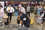 2012 BHCC National Specialty - Veteran Dogs